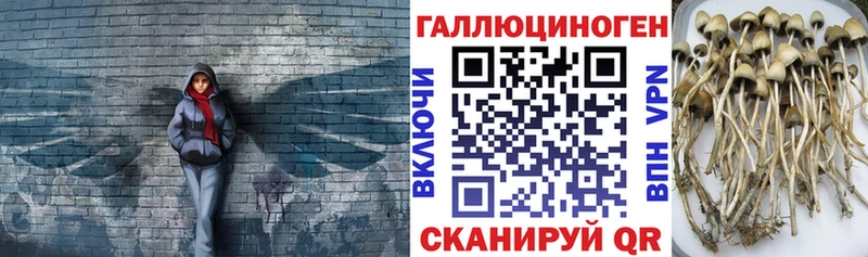 Галлюциногенные грибы Cubensis цены Оса